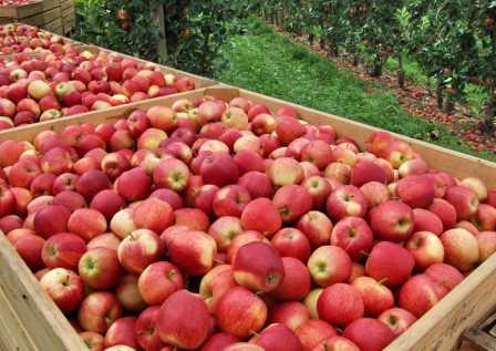 Spritzmittel gegen kirschfruchtfliege